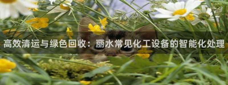 新航娱乐公司旗下艺人名单